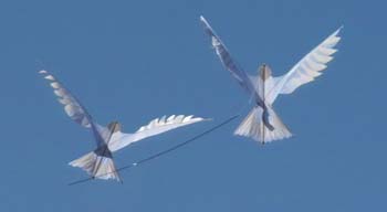 Dove Kites